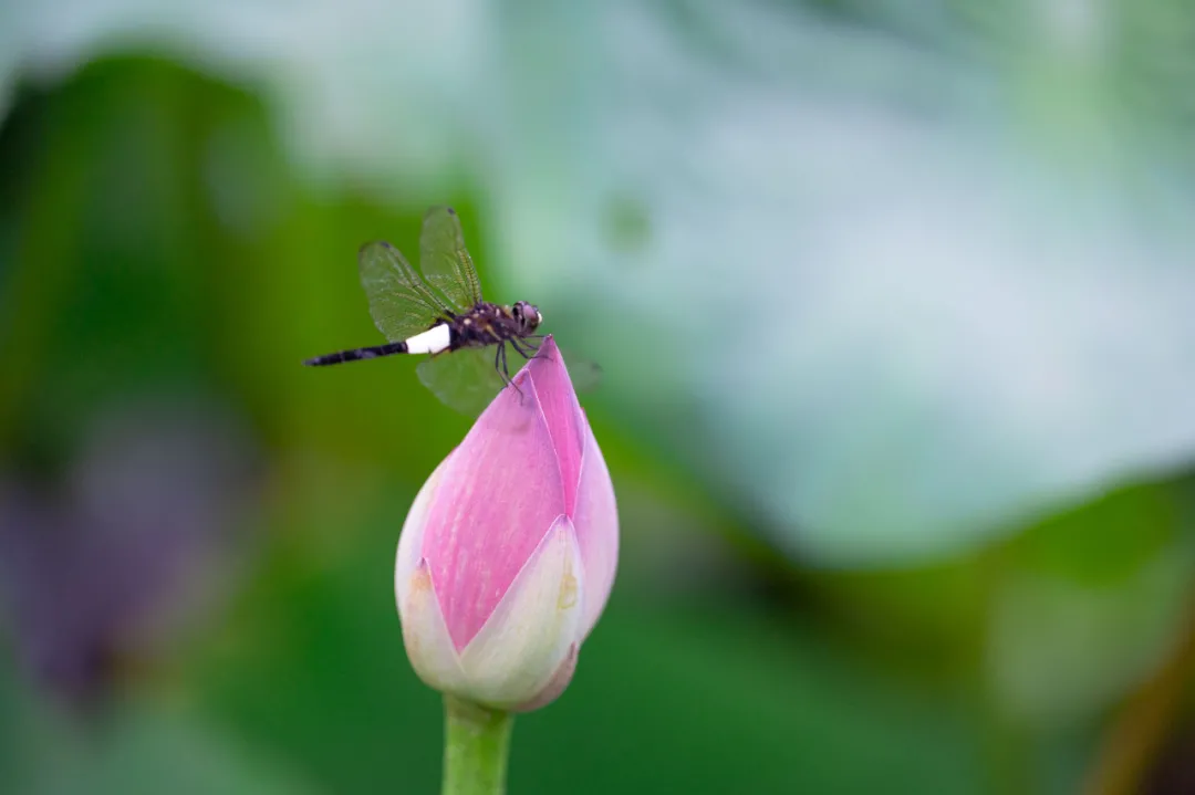 北大的夏，等你的荷