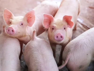 首页-NG视讯厅真人官方网站