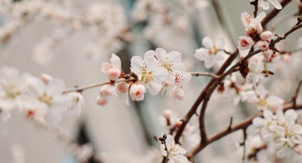 燕园风华特刊 | 东风又绿NG视讯路，繁花始盛未名湖