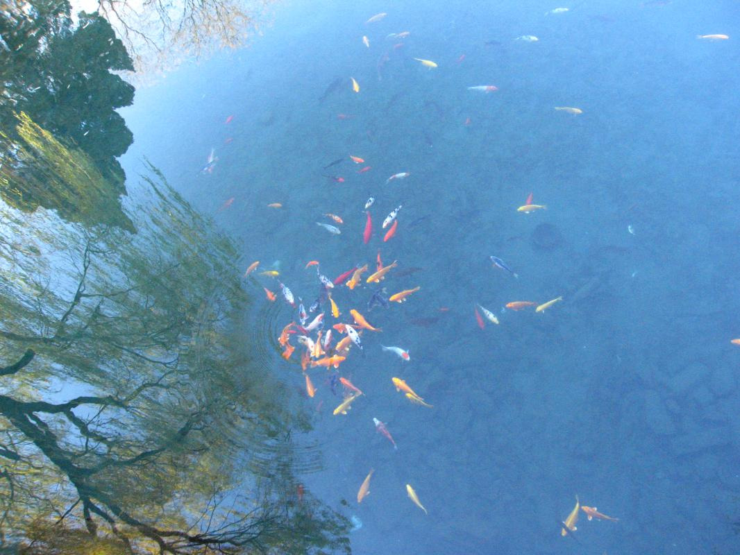 干货总结 | 【思想汇·行动派】现金流折现模型与投资分析